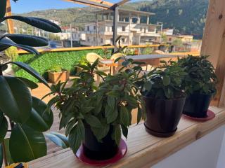Guest House Toska - Berat - 6