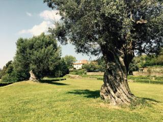 Casa dos Macieis - Entire Main House, Entire Guesthouse or Separate Wing of Main House - Camino Santiago direct access & Optional Agritourism - 2
