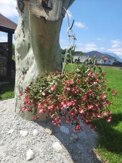 Pensiunea Bergtal - 5