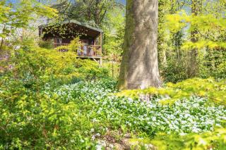 Woodland Views Lodge - Milton Abbas - 0