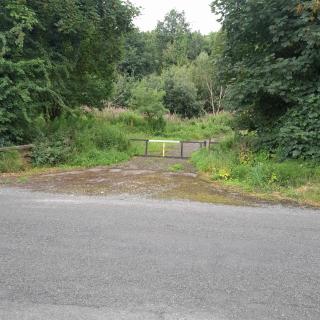 Forest view - 9