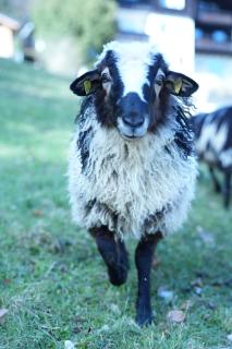 Pension 's Waldeck - 9