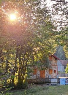 VD Forest villa - 9