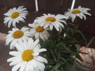 Il vento tra le margherite - 2