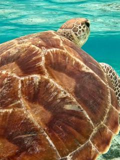 Namali Villa Gili Trawangan - 6