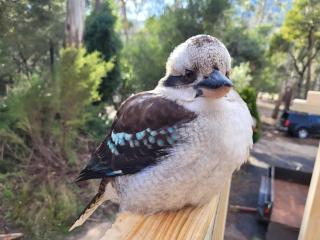 Blue Wren Mews - 1