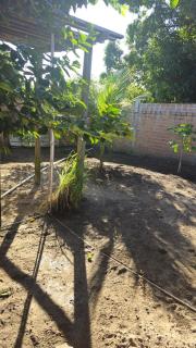 Casa 3 quartos em Juruti - Juruti - 5