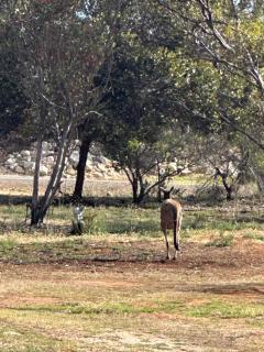 Ravensthorpe Motel - 5