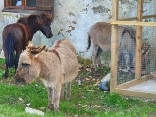 Gîte à la ferme - 1
