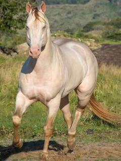 CALVARY MOUNT WiLD HOME'S - 5