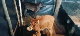 CALVARY MOUNT WiLD HOME'S - 2