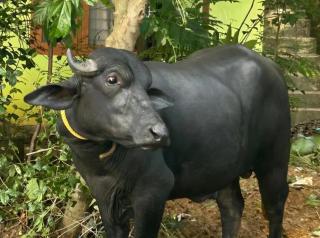 CALVARY MOUNT WiLD HOME'S - 1