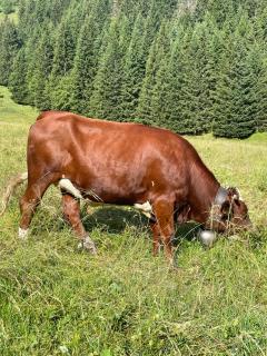 L'aiguille - Saint-Gervais-les-Bains - 6