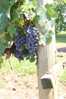 Romantic Wine Estate Stay in The Midlands - 7