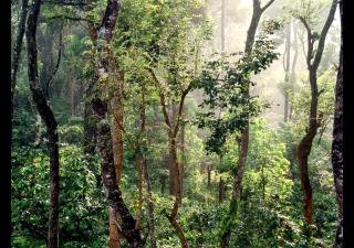 Coffee View Holiday Homes - Thirunelli - 1