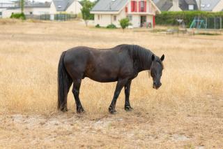 Les Vagues Tranquilles - la plage à 50m - 8