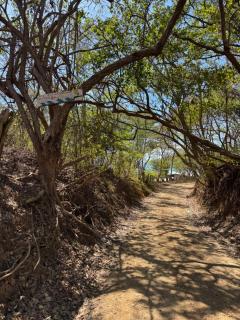 The Monkeys Nest - Tola - 2