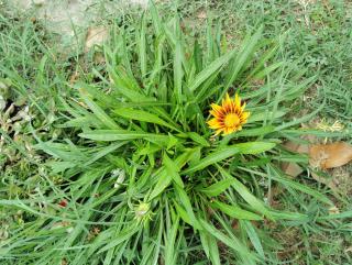 Room & Garden 40 - Berra - 2