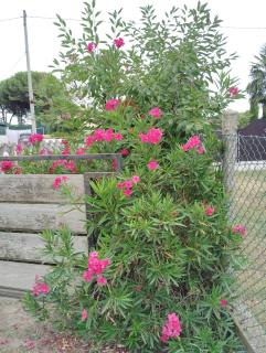 Room & Garden 40 - Berra - 4