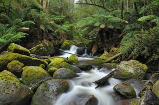 Elegant Country Living - The Homestead by Scotch Hill Truffle Farm - Neerim South - 5