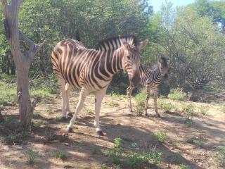 Mali Mali Safari Lodge Unit 5 - Hoedspruit - 3