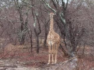Mali Mali Safari Lodge Unit 5 - Hoedspruit - 5