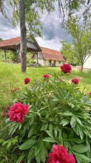 Secluded apartments Slunj, Plitvice - 24813 - Slunj - 5