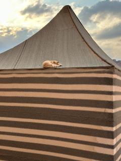 Zinara Rum Luxury Camp - Wadi Rum - 1