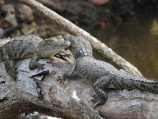 Casa Rio Lagartos - 4