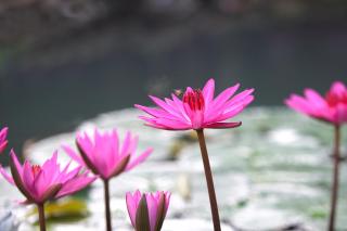 Mekong Long Thanh Resort & Reststop - 8