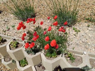 La Grange des Joumillons - Saint-Saturnin-dʼApt - 2