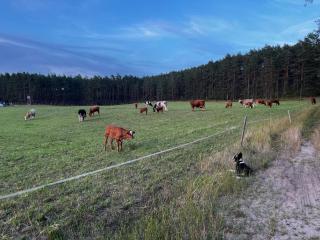 W lesie nad rzeką - Rolbik - 9