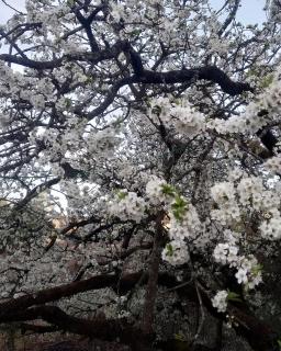 Onces Upon A Forest, Pangot,Nainital 4BR Homeyhuts - 0