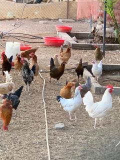 Lush 25 Acre Farm Stay I, Play & Serenity - 5