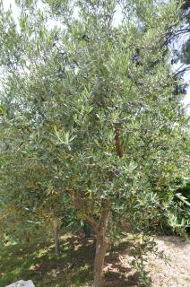 Charming Villa with Seaview in a Gated Complex - 2