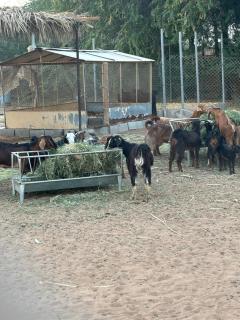 Vanstay glamping in a 25 acre farm - 7