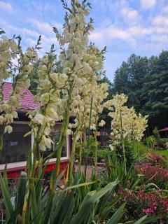 Namelis nr 1 Adelės sodyba - 3