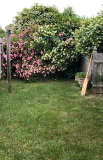 Pet Friendly Cape Cottage - 7