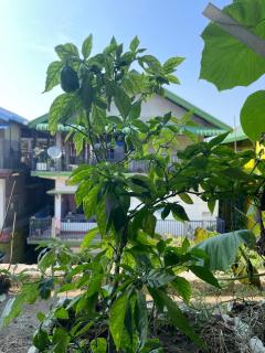 dibrugarh guest house - Dibrugarh - 6