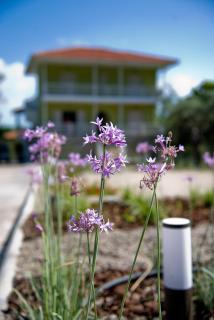 Olivegrove House - Vourvourou - 9
