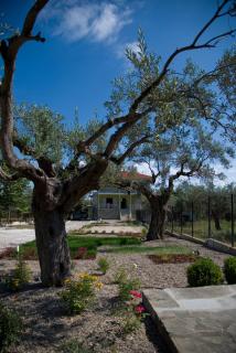Olivegrove House - Vourvourou - 7