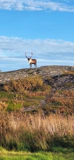 Grasbakken Panorama - 7