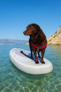 Mila pet friendly holiday house - 0