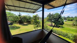 Guacamayo Azul - Iquitos - 5