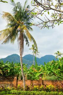 Badini Homestay Pemuteran Bali - Pemuteran - 4