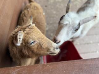 Hunny Tree Hive Hot tub Fire pit Grill Goats - 9