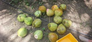 SIQUI-home - Sampong - 4