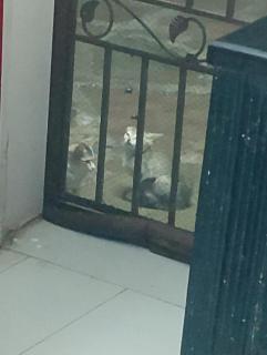One bed flat - Islamabad - 2