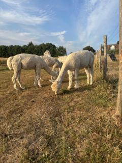 Apple Blues Farm - Ashford - 7