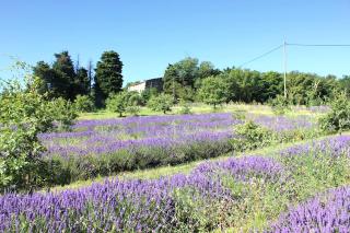 Relais de SAINT ROM, chambre plus mezzanine - Saint-Gervais-sur-Roubion - 4